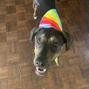 Meet your Posher, James